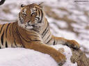 tygr v lehu na sněhu