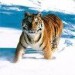 tygr ve sněhu