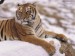 tygr v lehu na sněhu